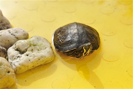 Wie mist zijn schildpad?