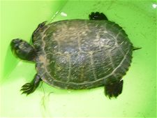 Wie mist zijn schildpad?