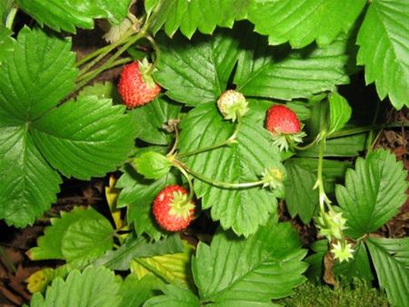 Wilde aardbeien bij Allerheiligen