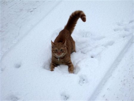 Winterse taferelen in Zolder