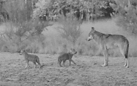 Wolven doden verschillende schapen bij Remo