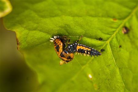 Ze lusten elkaar rauw