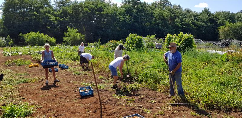 Ze zitten aan de nieuw patatjes ...