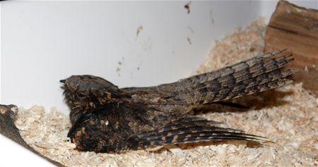 Zeldzame nachtzwaluw is verzwakt