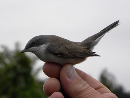 Zeldzame Vlaamse vogels (1)