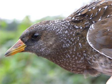Zeldzame Vlaamse vogels (2)