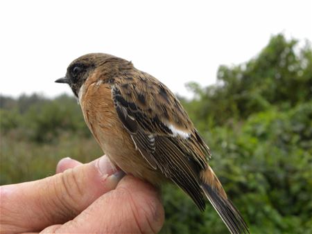 Zeldzame Vlaamse vogels (4)