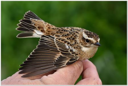 Zeldzame Vlaamse vogels (7)