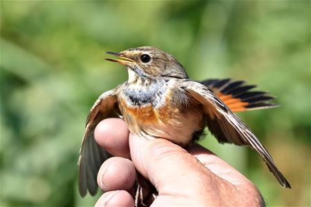 Zeldzame Vlaamse vogels (8)
