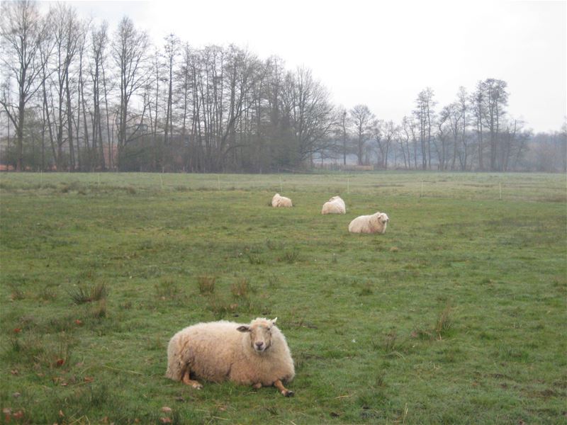 Zelfs de schapen op Bovy hebben het door ...