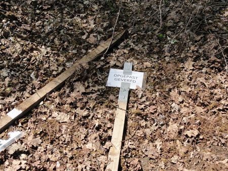 Zo kweken ze Van Gogh's