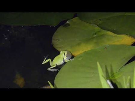 Zo zie en hoor je de boomkikker in actie