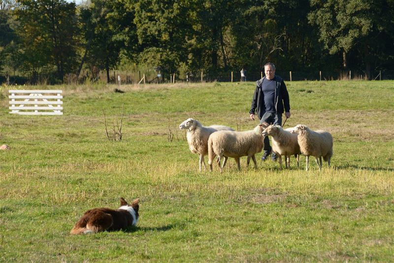 Zoemende bijen en blatende schapen op Bovy