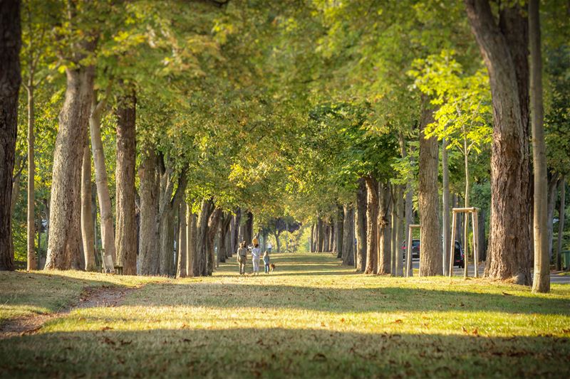 Zomergroeten uit Bad Arolsen