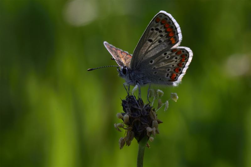 Zomerse insecten zijn in de weer