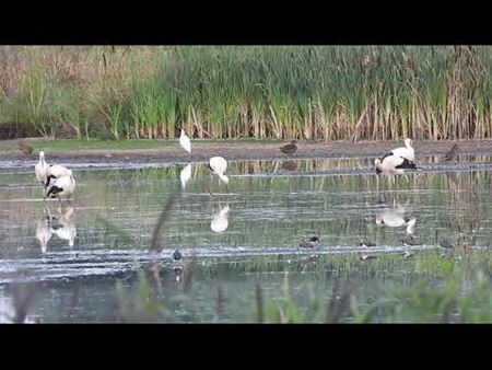 Zorgen ooievaars voor een babyboom?