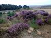 op-de-purperen-heide