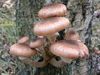 paddenstoelen-groot-en-klein-1