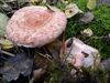 paddenstoelen-groot-en-klein-3