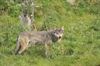 komen-de-wolven-ook-naar-heusden-zolder
