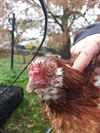 weer-extra-dieren-in-vzoc-na-inbeslagname
