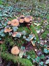 de-paddenstoelen-zijn-er-weer-3