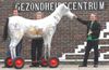 er-stond-een-paard-in-de-gang