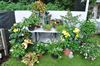 Fuchsiaflora: een hele week bloemen kijken