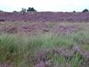 Op de purperen heide ...