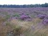 Op de purperen heide ...