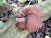 Paddenstoelen groot en klein (6)