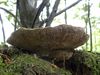 Paddenstoelen groot en klein (11)