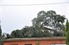 Windhoos ontwortelt bomen in De Lobbert