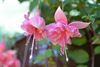Nog één weekend Fuchsiaflora