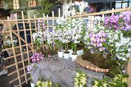 Orchilim 2019: orchideeënpracht uit heel de wereld