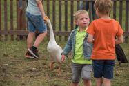 Dieren, oldtimers en prinsessen op Boekt Feest