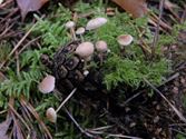 Een rijk paddenstoelenseizoen (2)