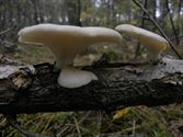 Een rijk paddenstoelenseizoen (2)