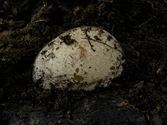 Een rijk paddenstoelenseizoen (4)