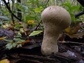Een rijk paddenstoelenseizoen (7)
