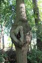 Merkwaardige bomen in de  Mangelbeekvallei