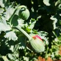 Bolpapaver groeit en bloeit in Heusden