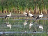 Zorgen ooievaars voor een babyboom?