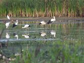 Zorgen ooievaars voor een babyboom?
