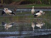 Zorgen ooievaars voor een babyboom?