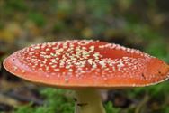De paddenstoelen zijn er weer (2)