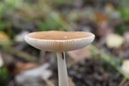 De paddenstoelen zijn er weer (2)