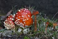 De paddenstoelen zijn er weer (4)