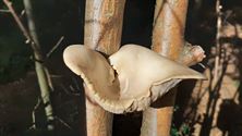 De paddenstoelen zijn er weer (8)