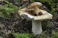 De paddenstoelen zijn er weer (9)